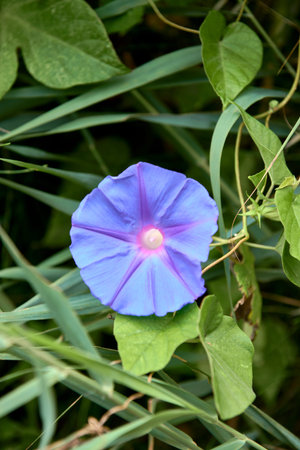 Purple bluebell flower on leaves, background out of focus