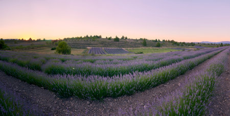 A lavender field in bloom on a sunny dayの写真素材