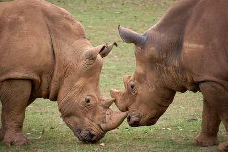 Two rhinoceroses facing each other head to head