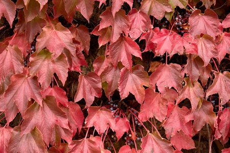 Cluster of ivy leaves and fruits in autumn. Frontal photo, and detail, autumn, wine red, spheres,...