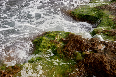 A rocky beach with seaweed and waves lapping on it. rough water, zenithal view, solitary, sea foam