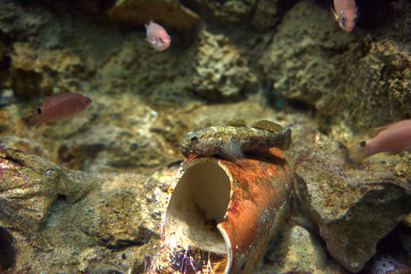 Brown fish resting in the background. Pipeline, stone, uncrowded still