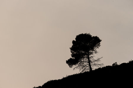 Alpine Solitude: Silhouetted Pine Amidst Overexposed Skylineの写真素材