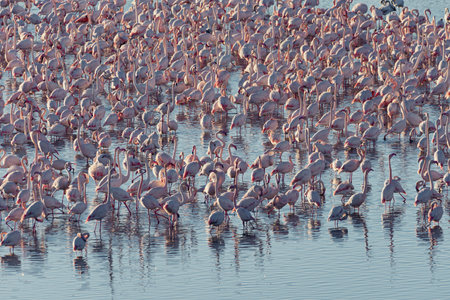 Flamingo Flock: Majestic Gathering in Valencias Albuferaの写真素材