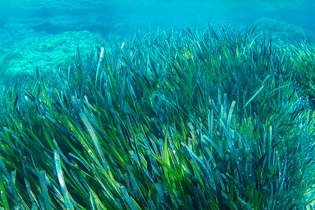 Poseidone algae on a Mediterranean beachの写真素材
