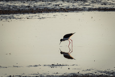 Marsh Meal: Black-winged Stilt Feeding in Soft Focus, High Key Photography