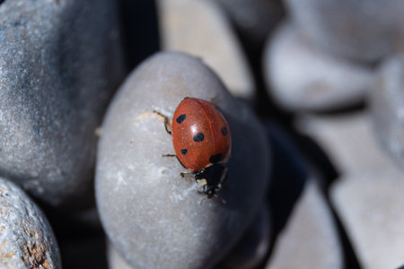 Ladybug Haven: Insect Resting on Smooth Round Stones, Macro Shotの写真素材