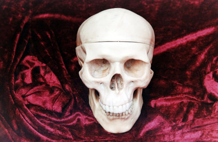 Human skull replica in red velvet background.の写真素材