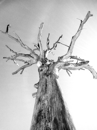 Dead Treeの写真素材