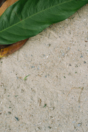 Variety color of the leaf over the sandの写真素材