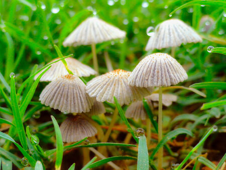 Dew Drops on Fungus