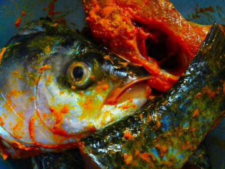 Fish for Mealの写真素材