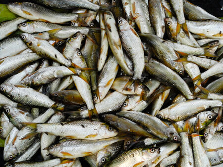 Fresh fish in the marketの写真素材