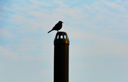Small Bird Sitting on Pipe