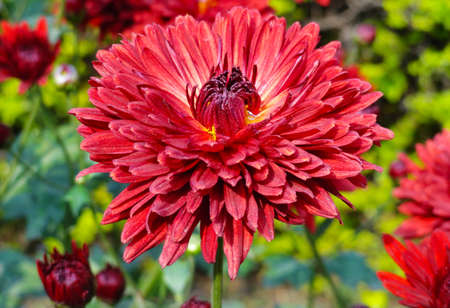 Red Gebera, Daisy Flower in the Gardenの写真素材