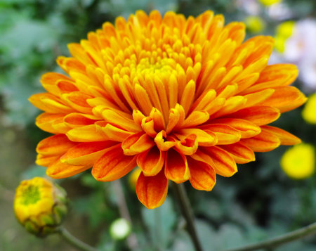Orange Gebera, Daisy Flower in the Gardenの写真素材