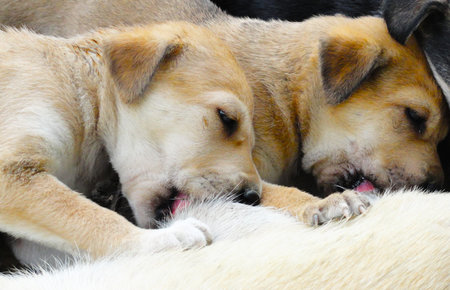 Two Puppies breastfeeding from Mother Dog