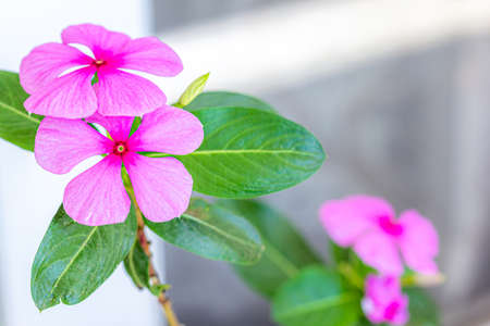 Periwinkle, Vinca Flower Close Up Photoの写真素材