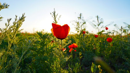 Poppy fields at sunset. Red flowers with green stems, huge fields. Bright sun rays. Closer to sunset. Large flower buds. Blue sky and white clouds. Sometimes wedneaday the mountains and the church.の写真素材