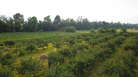 Green orchard. Trees stand in rows. Growing green grass, pear trees. The atmosphere sat. White clouds float in the distance. Near Almaty, Kazakhstan.の写真素材