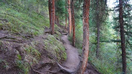 Trail among the trees, the green of fir trees, through the forest. On the right side you can see the turquoise mountain lake, hills and branches. The path leads into the forest. Green grass grows.の写真素材