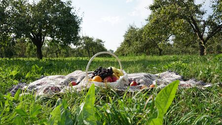 Picnic in the garden. Fruit with a basket on the carpet. Around green grass, pear trees, blue sky and white clouds. Romantic atmosphere. Almaty, Kazakhstan.の写真素材