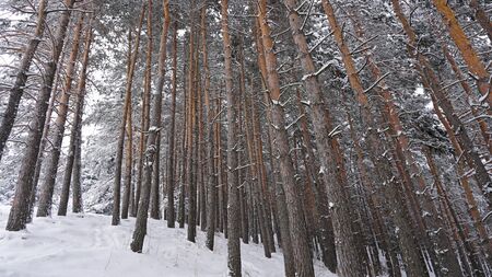 Coniferous trees are covered with snow. Festive mood. Branches in the snow. Big drifts around. White fluffy snow falls in the forest. Winter fairy tale in the Tien Shan mountains, Kazakhstan, Almatyの写真素材