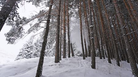 White fluffy snow falls in the forest. Coniferous trees are covered with snow. Festive mood. Branches in the snow. Big drifts around. Winter fairy tale in the Tien Shan mountains, Kazakhstan, Almatyの写真素材