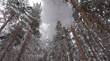 White fluffy snow falls in the forest. Coniferous trees are covered with snow. Festive mood. Branches in the snow. Big drifts around. Winter fairy tale in the Tien Shan mountains, Kazakhstan, Almatyの写真素材