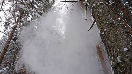 White fluffy snow falls in the forest. Coniferous trees are covered with snow. Festive mood. Branches in the snow. Big drifts around. Winter fairy tale in the Tien Shan mountains, Kazakhstan, Almatyの写真素材