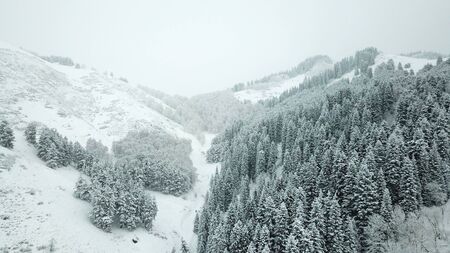 The winter forest in the mountains is covered with fresh snow. Shooting from a height, a drone. Snow falls in the forest, coniferous trees and hills are covered with snowdrifts. Clouds Kazakhstanの写真素材