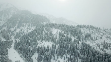 The winter forest in the mountains is covered with fresh snow. Shooting from a height, a drone. Snow...