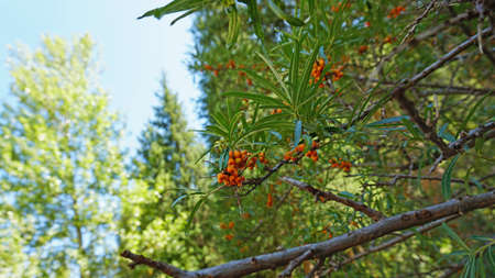 Sea buckthorn branches move in the wind. The berries grow in a handful together. Long green leaves on branches. Yellow-orange berries. Green Bush in the forest.の写真素材