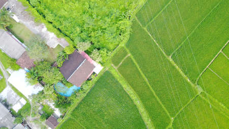 House with a swimming pool in the middle of rice fields. Top view from the throne. Huge green fields and bushes. You can see trails, rooftops, and a swimming pool. Life on the island of Bali.の写真素材