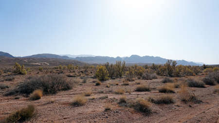 Autumn landscape of the steppe. View of dry bushes, small trees, sand with an orange-red hue, small stones, yellow-green trees. In the distance, you can see hills, clear blue sky and sun. Kazakhstan.の写真素材