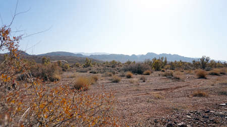 Autumn landscape of the steppe. View of dry bushes, small trees, sand with an orange-red hue, small stones, yellow-green trees. In the distance, you can see hills, clear blue sky and sun. Kazakhstan.の写真素材