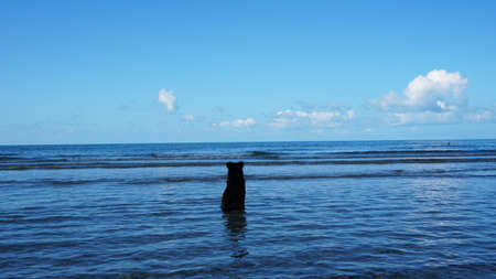 The dog sits in the sea and enjoys the view. View of the ocean, blue sky and white clouds. The Island Of Ko Chang. People swim, relax in the clear water near the beach. The dog waits and watches.の写真素材