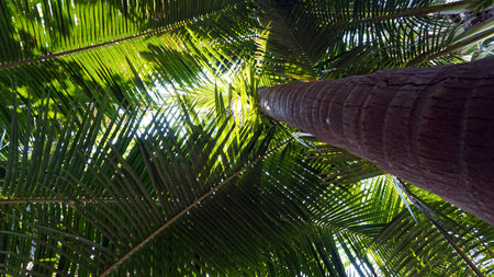 Green palm trees with coconuts on the beach. The tropical island is covered with jungle. Huge tree leaves hang down. It offers views of the beach and the blue sea. The suns rays and shadow. Thailandの写真素材