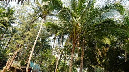 Green palm trees with coconuts on the beach. The tropical island is covered with jungle. Huge tree leaves hang down. It offers views of the beach and the blue sea. The suns rays and shadow. Thailandの写真素材