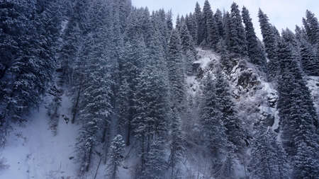 The mountain forest is completely covered with snow. The branches of trees and tall firs are all covered in snow. The steep slopes of the mountains, white snow. You can see path where people walked.の写真素材