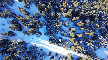 Winter forest high in the mountains. Top view from the throne of the snowy mountains and hills. Fir trees and trees grow on the hills. Some trees are covered with snow. The shadow of the trees.の写真素材