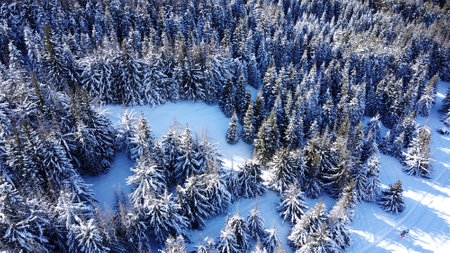 Winter forest high in the mountains. Top view from the throne of the snowy mountains and hills. Fir trees and trees grow on the hills. Some trees are covered with snow. The shadow of the trees.の写真素材