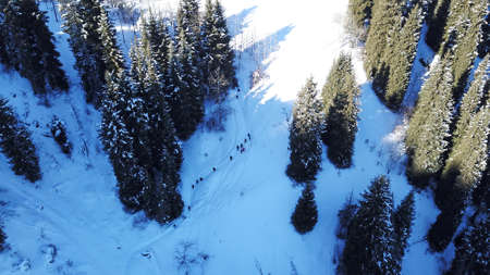 Active recreation of people in the mountains. Top view from the throne. A group of people walking along a trail in a snowy forest in the mountains. The trees cast shadows on the snow. Sunny day.の写真素材
