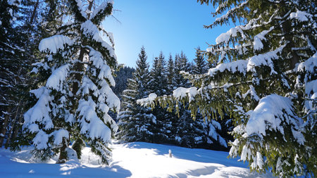 Winter forest in the mountains. Snowflakes shimmer in the sun. Tree branches covered with snow. The shadow of the trees falls on the snow. Bright rays of the sun. A fairy tale in the mountains.の写真素材