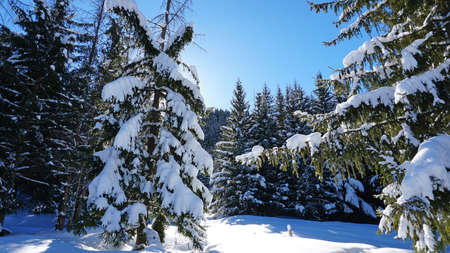 Winter forest in the mountains. Snowflakes shimmer in the sun. Tree branches covered with snow. The shadow of the trees falls on the snow. Bright rays of the sun. A fairy tale in the mountains.の写真素材