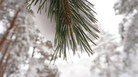 White fluffy snow falls in the forest. Festive mood. Coniferous trees are covered with snow. Branches in the snow. Big drifts around. Winter fairy tale in the Tien Shan mountains, Kazakhstan, Almatyの写真素材
