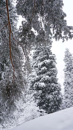 White fluffy snow falls in the forest. Festive mood. Coniferous trees are covered with snow. Branches in the snow. Big drifts around. Winter fairy tale in the Tien Shan mountains, Kazakhstan, Almatyの写真素材