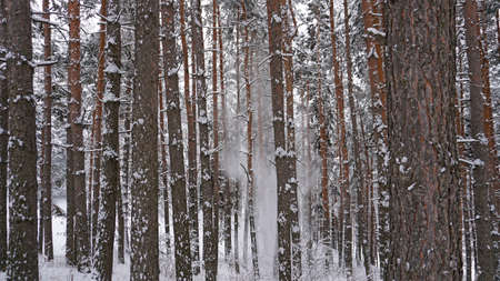White fluffy snow falls in the forest. Festive mood. Coniferous trees are covered with snow. Branches in the snow. Big drifts around. Winter fairy tale in the Tien Shan mountains, Kazakhstan, Almatyの写真素材