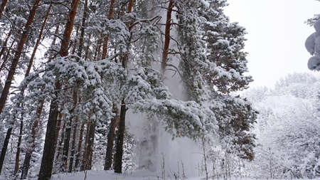 White fluffy snow falls in the forest. Festive mood. Coniferous trees are covered with snow. Branches in the snow. Big drifts around. Winter fairy tale in the Tien Shan mountains, Kazakhstan, Almatyの写真素材