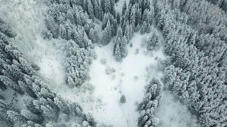 The winter forest is covered with fresh snow. The mountains and hills are completely white. Snow is falling, the sky is gray, everything is foggy. Huge fir trees in the snow. Aerial view from a drone.の写真素材